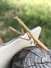 Statilia maculata maculata