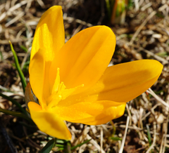 Crocus flavus
