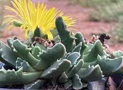 Faucaria