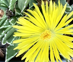 Faucaria