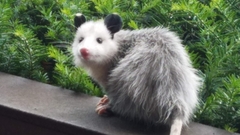 Virginia Opossum photo 3