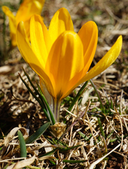 Crocus flavus