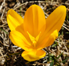 Crocus flavus