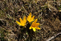 Crocus flavus