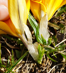 Crocus flavus