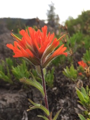 Castilleja hispida hispida