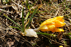 Crocus flavus