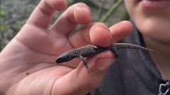 Lepidophyma tuxtlae