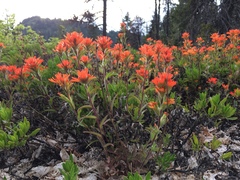 Castilleja hispida hispida