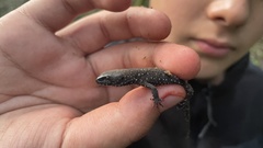 Lepidophyma tuxtlae