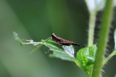 Eucriotettix simulans