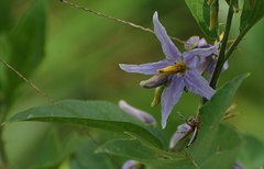Solanum subinerme