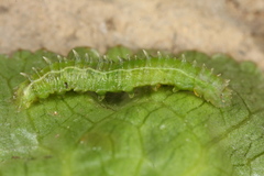 Cylindrotoma distinctissima