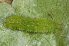 Cylindrotoma distinctissima