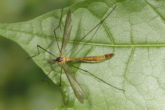 Cylindrotoma distinctissima