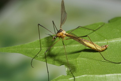 Cylindrotoma distinctissima