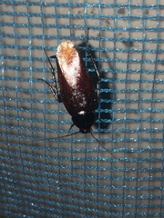 Periplaneta fuliginosa
