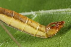 Cylindrotoma distinctissima