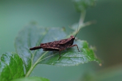 Eucriotettix simulans