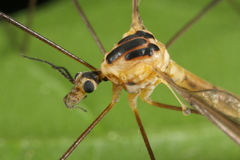 Cylindrotoma distinctissima