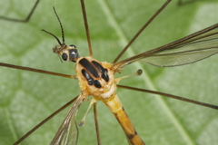 Cylindrotoma distinctissima