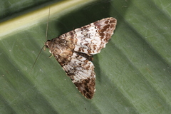 Coenipeta damonia
