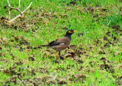 Acridotheres tristis