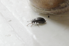 Tenebrionidae
