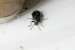 Tenebrionidae