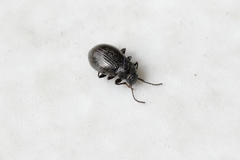 Tenebrionidae