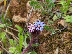 Anchusa variegata