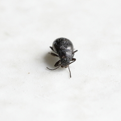 Tenebrionidae