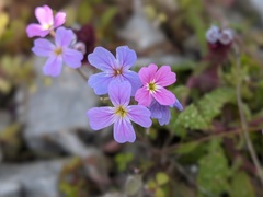 Malcolmia graeca