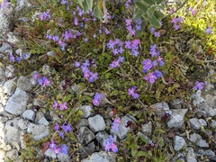 Malcolmia graeca