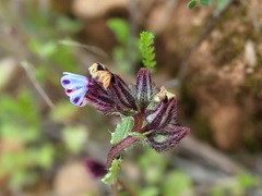 Anchusa variegata