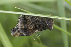 Vanessa atalanta
