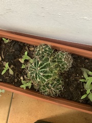Hamatocactus