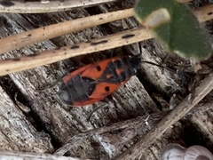 Melanocoryphus tristrami