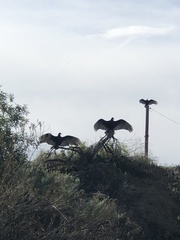 Cathartes aura