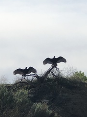 Cathartes aura