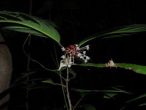 Clerodendrum deflexum (Clerodendrum deflexum)