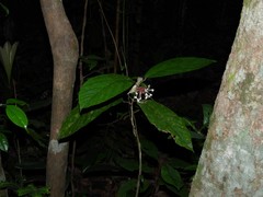Clerodendrum deflexum
