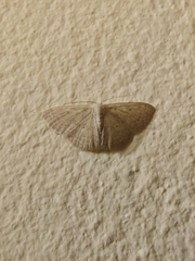 Scopula minorata