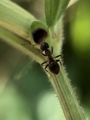 Lasius japonicus