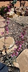 Penstemon parryi