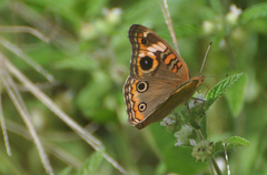 Junonia genoveva