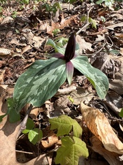 Trillium gracile
