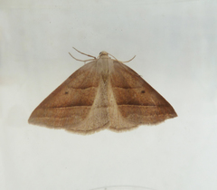 Petrophora chlorosata