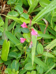 Desmodium