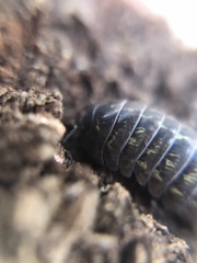 Armadillidium vulgare